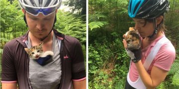 A Couple Found a Kitten Near the Forest Alone