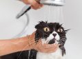 How to Bathe a Cat Properly